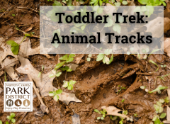 deer track in mud